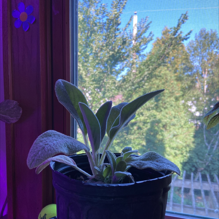 Photo of the plant species Lamb's Ear by @isabelle.rose named Your plant on Greg, the plant care app