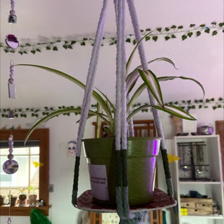Spider Plant plant in Wauwatosa, Wisconsin