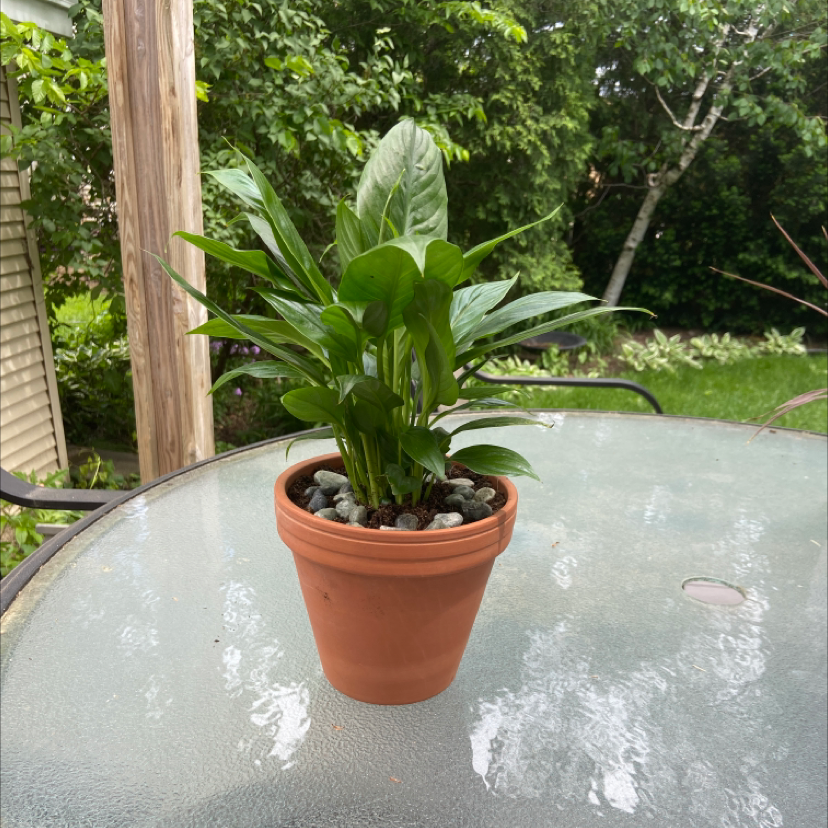 Peace Lily plant photo by @isabelle.rose named Your plant on Greg, the plant care app.