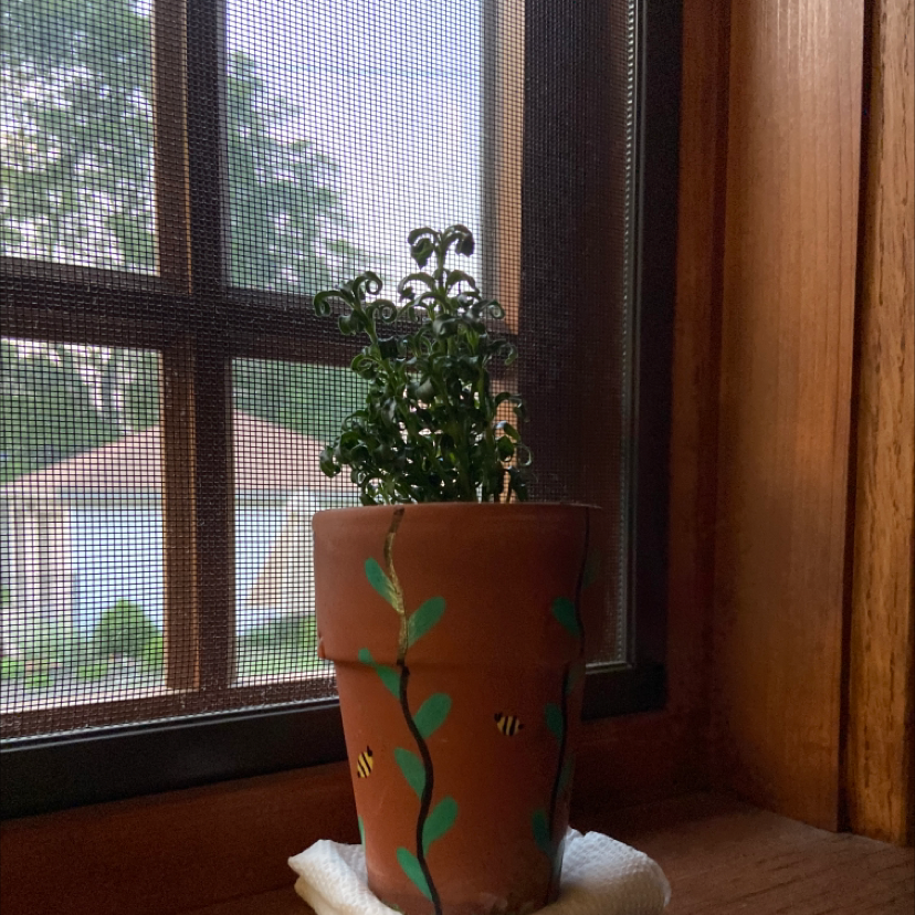 Photo of the plant species Mai Tai Alternanthera by @isabelle.rose named mom’s on Greg, the plant care app
