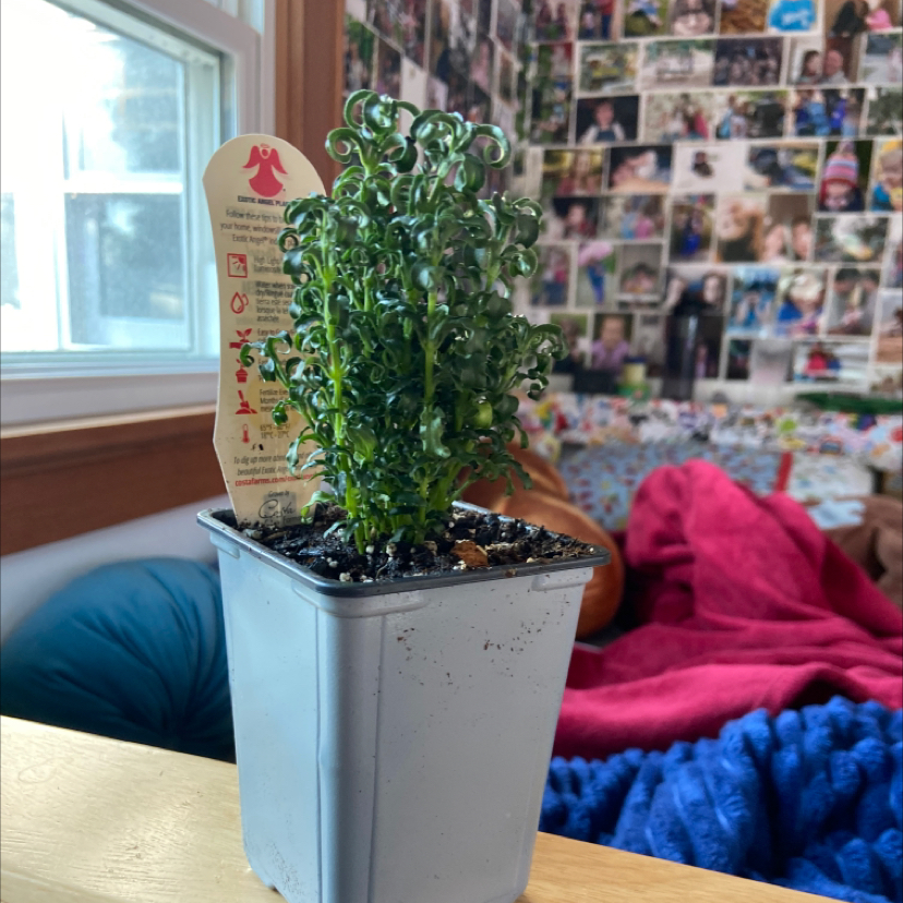 Photo of the plant species Mai Tai Alternanthera by @isabelle.rose named Your plant on Greg, the plant care app