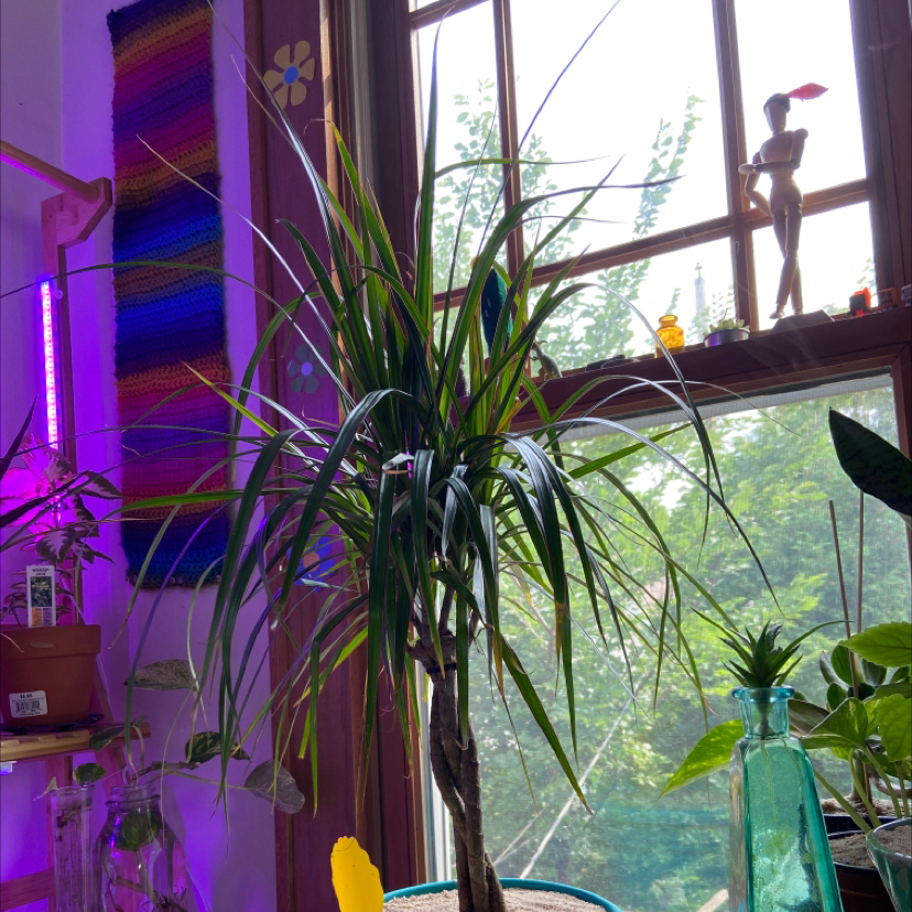 Photo of the plant species Dracaena 'Ray of Sunshine' by @isabelle.rose named Your plant on Greg, the plant care app