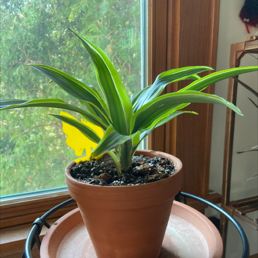 Lemon Surprise Snake Plant in a terracotta pot near a window.