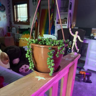 String of Pearls plant in Wauwatosa, Wisconsin