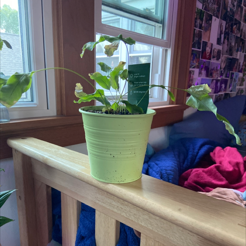 Blue Star Fern plant photo by @isabelle.rose named Your plant on Greg, the plant care app.