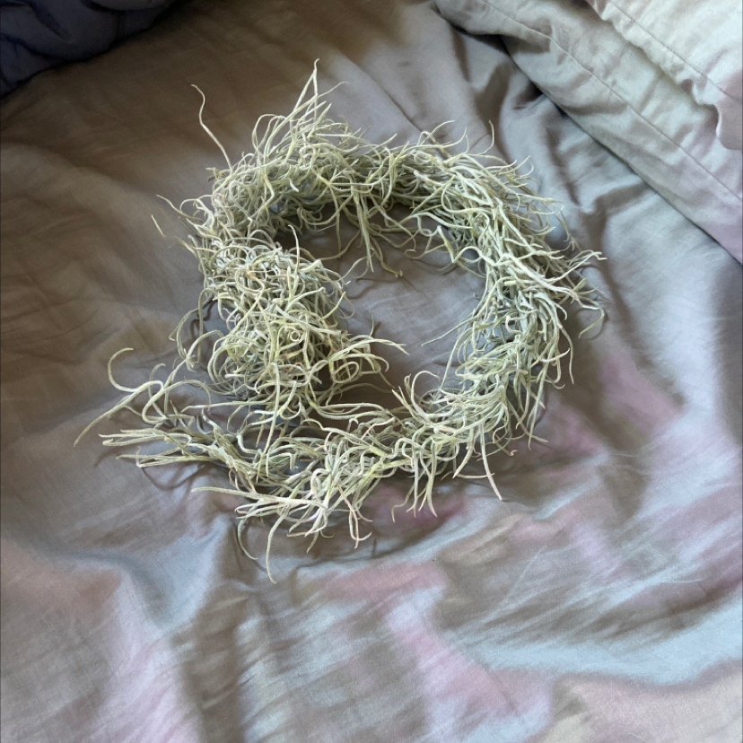 Clump of Spanish Moss (Tillandsia usneoides) on a fabric surface.