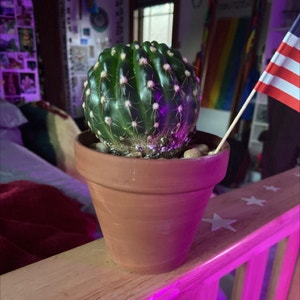 Balloon Cactus plant photo by @isabelle.rose named queenie poo <> on Greg, the plant care app.