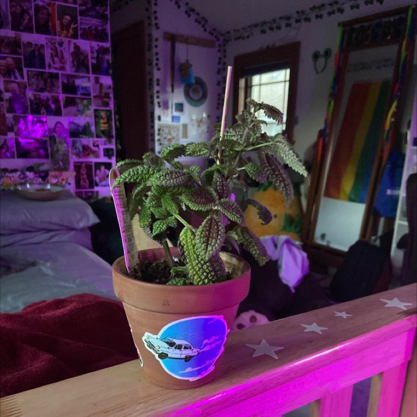 Photo of the plant species Friendship Plant by @isabelle.rose named Your plant on Greg, the plant care app