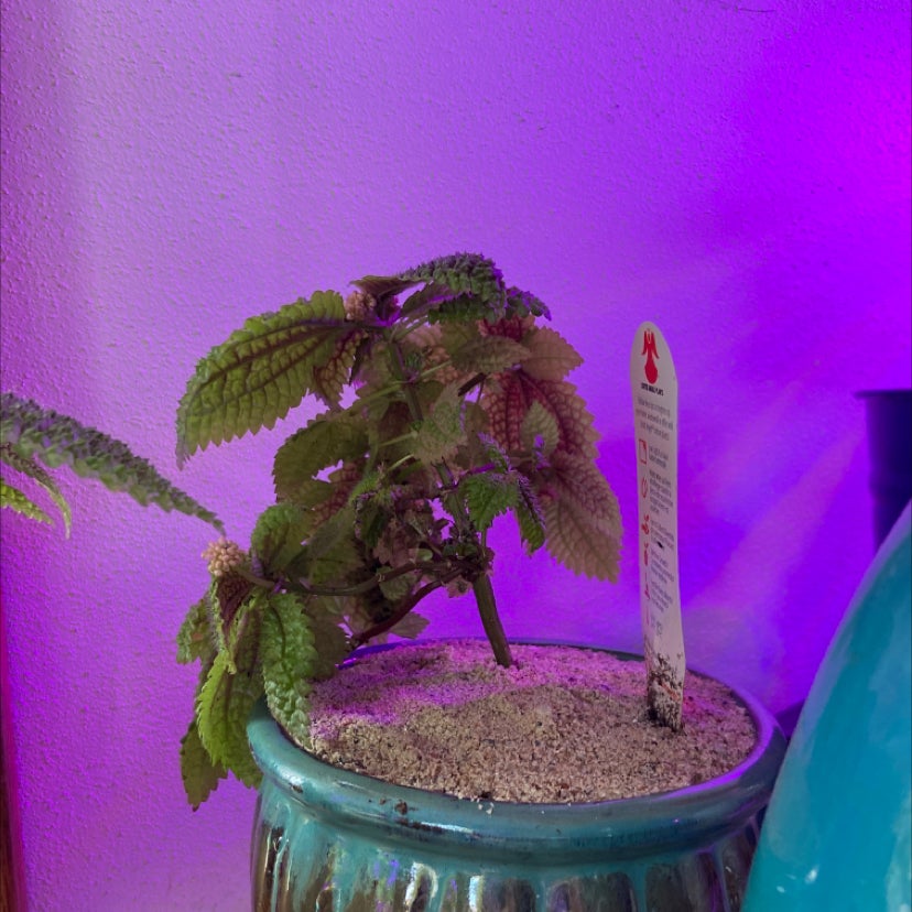 Photo of the plant species Friendship Plant by @isabelle.rose named Your plant on Greg, the plant care app