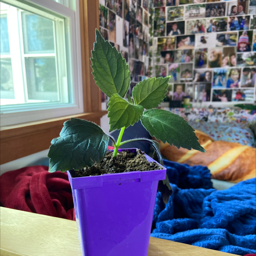 Symbolism and Benefits of the Plectranthus 'Mona Lavender'
