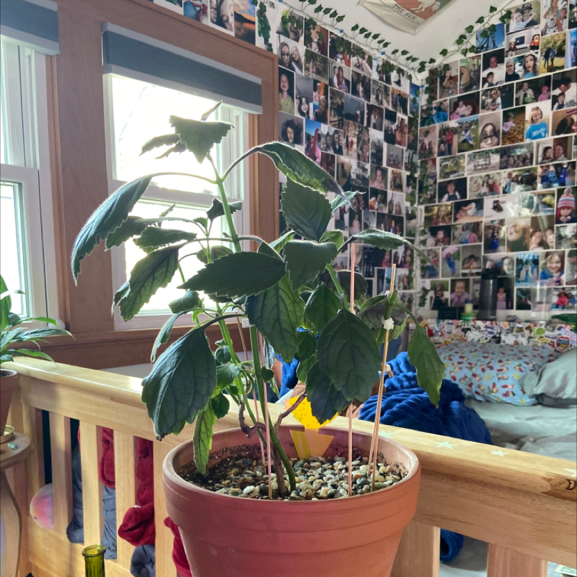 Photo of the plant species Mona Lavender by @isabelle.rose named Your plant on Greg, the plant care app