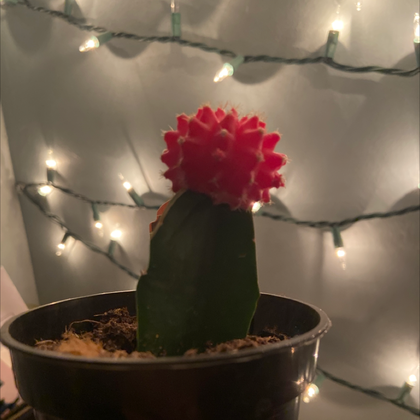 Moon Cactus plant photo by @leafbword named Gregarious on Greg, the plant care app.