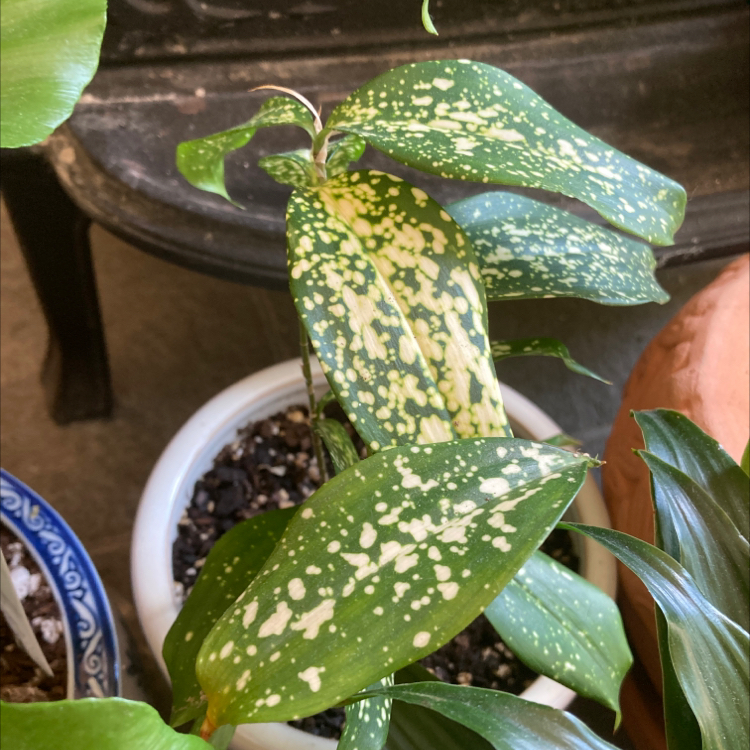 Healthy Gold Dust Dracaena houseplant with vibrant green leaves speckled with golden-yellow variegation, photographed indoors.