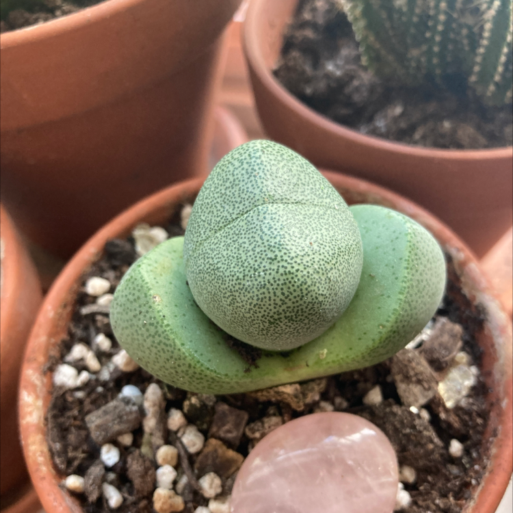 Split Rock plant (Pleiospilos nelii) in a small pot with visible soil and no signs of distress.