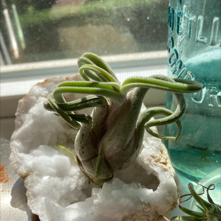 Medusa Head Air Plant on a white crystalline rock, with green curling leaves.
