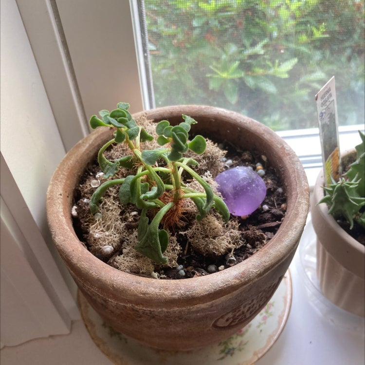 Pillow Feet Crinkle Leaf Plant in a pot on a windowsill with some browning leaves.