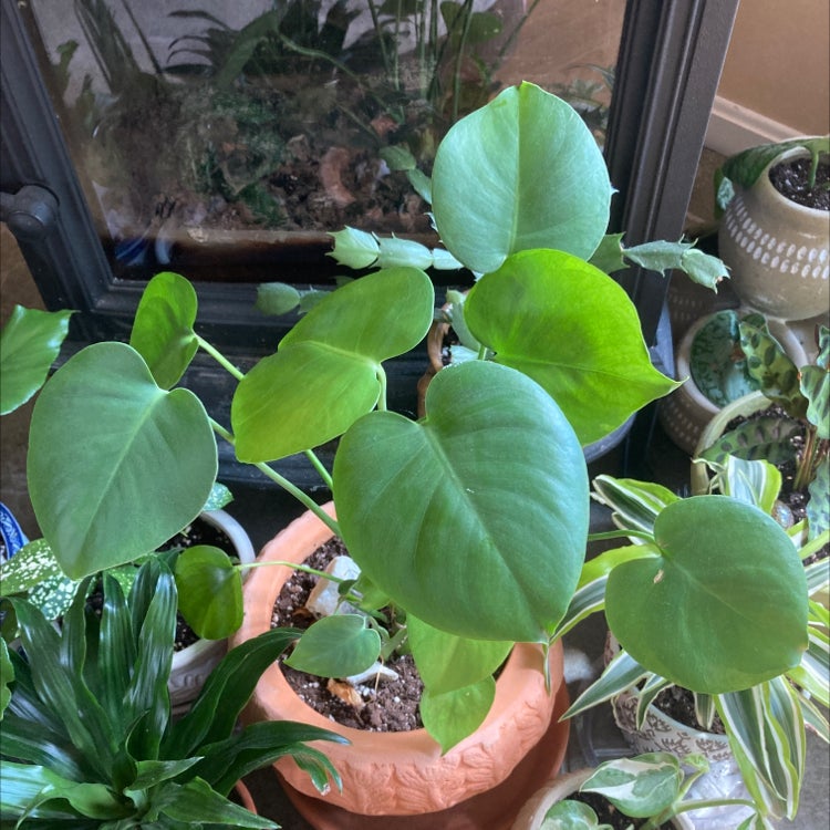 Split Leaf Philodendron in a pot, surrounded by other plants. Leaves appear healthy.