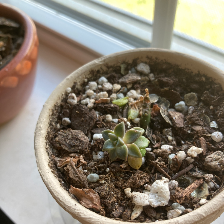 Small Sand Rose succulent in a pot with visible soil, placed near a window.