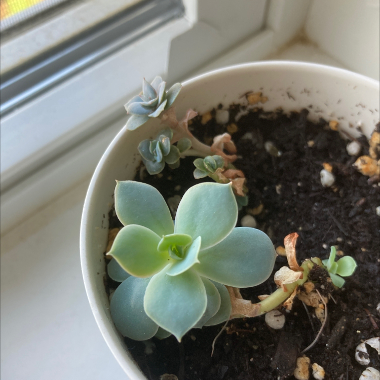 Potted Echeveria Runyonii with healthy main rosette and some browning leaves.
