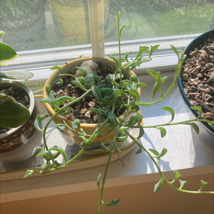 String of Dolphins plant on a windowsill with visible soil and healthy leaves.