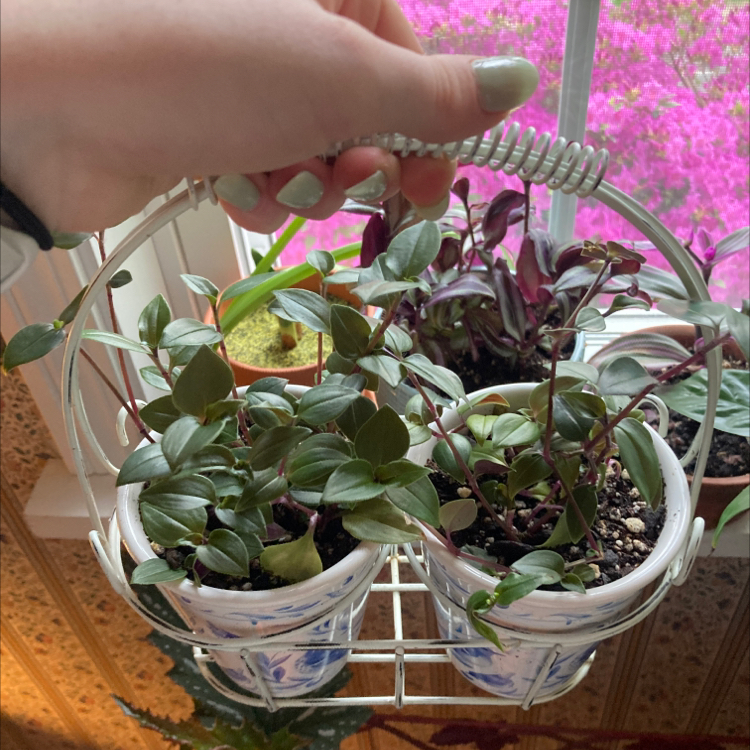 Tradescantia 'Green Hill' plant in a white pot, held by a hand, with vibrant green leaves.