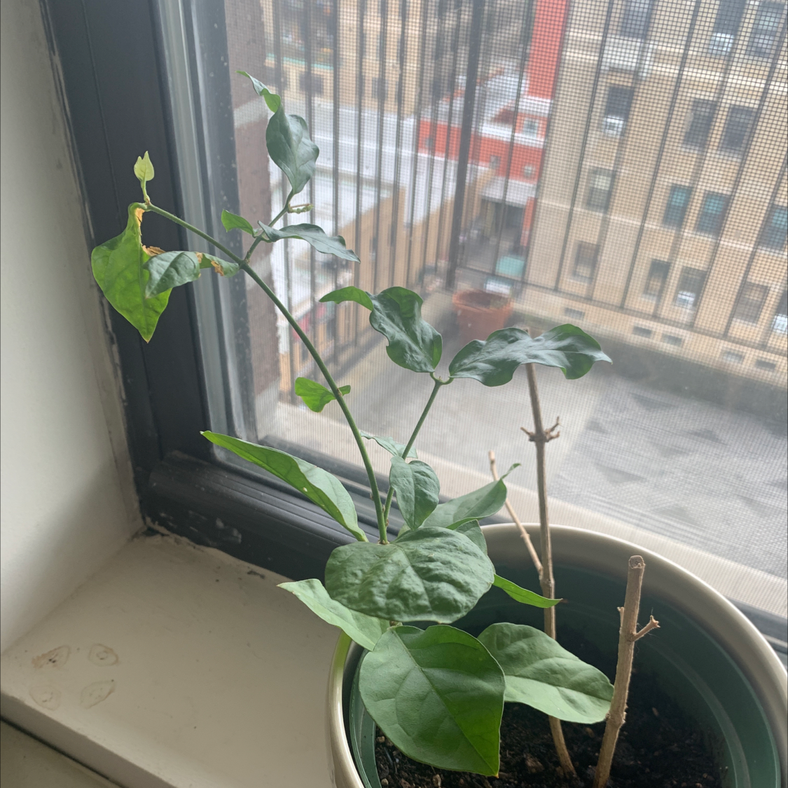 Healthy Arabian jasmine plant with glossy green leaves and small white flower buds growing in a pot on an indoor windowsill.