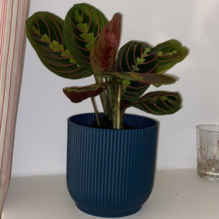 Green Prayer Plant plant photo by @ellieisbitt named Asher on Greg, the plant care app.