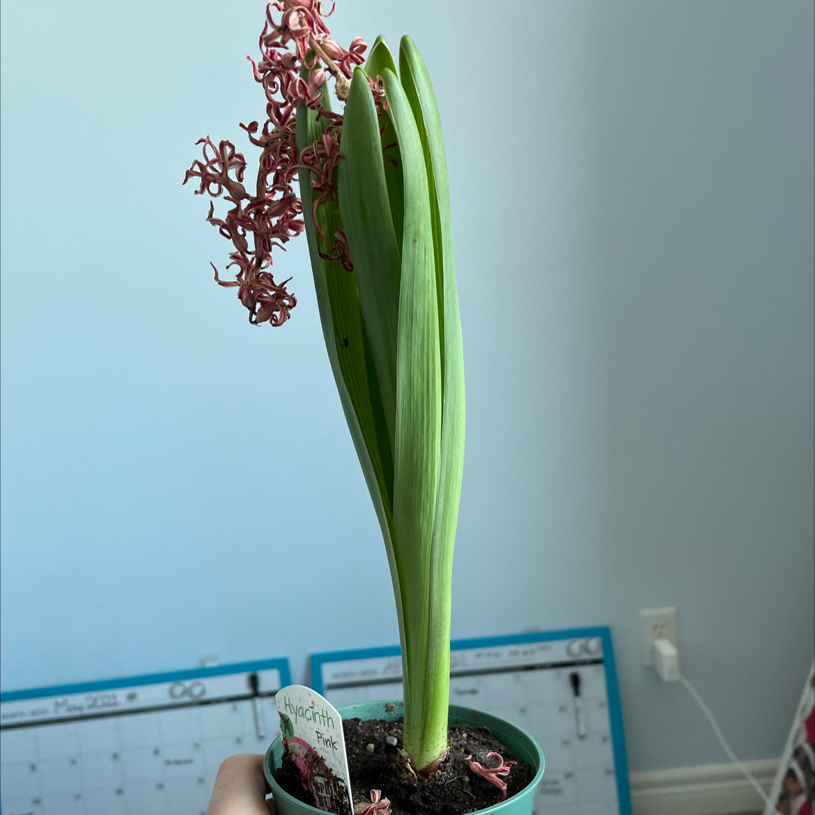 Photo of the plant species Garden Hyacinth by @Shanplants named Dionysus on Greg, the plant care app