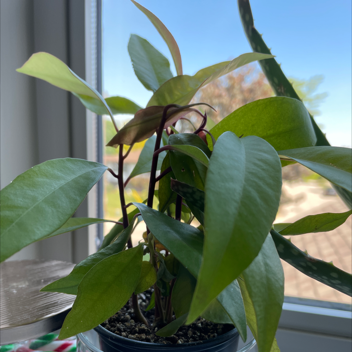 Shoebutton plant near a window with healthy green leaves and visible soil.