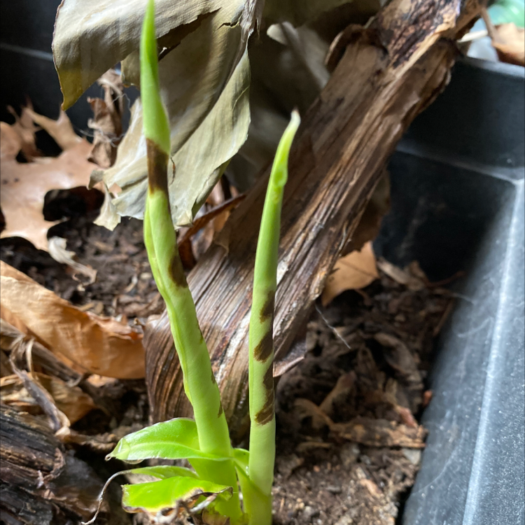 Young Dwarf Banana plant with browning leaves in a container with visible soil.