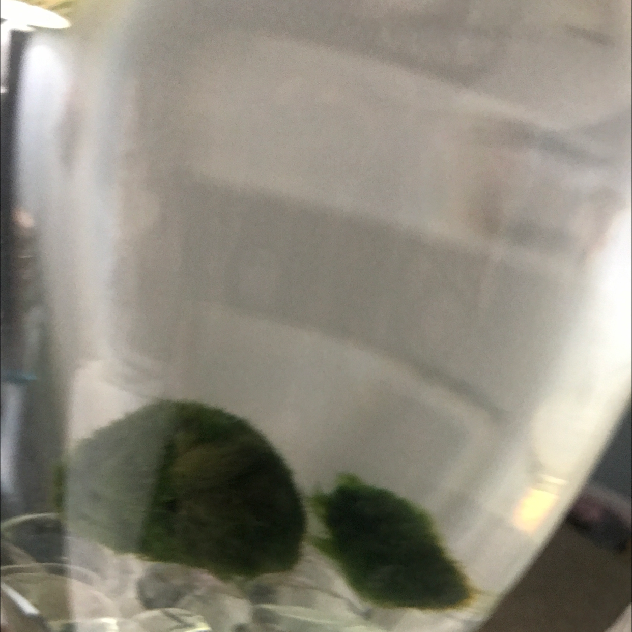 Marimo plant photo by @Addiburns named Fred on Greg, the plant care app.