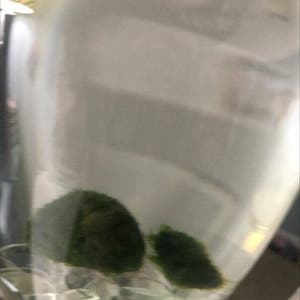 Marimo Moss Balls plant photo by @Addiburns named Fred on Greg, the plant care app.