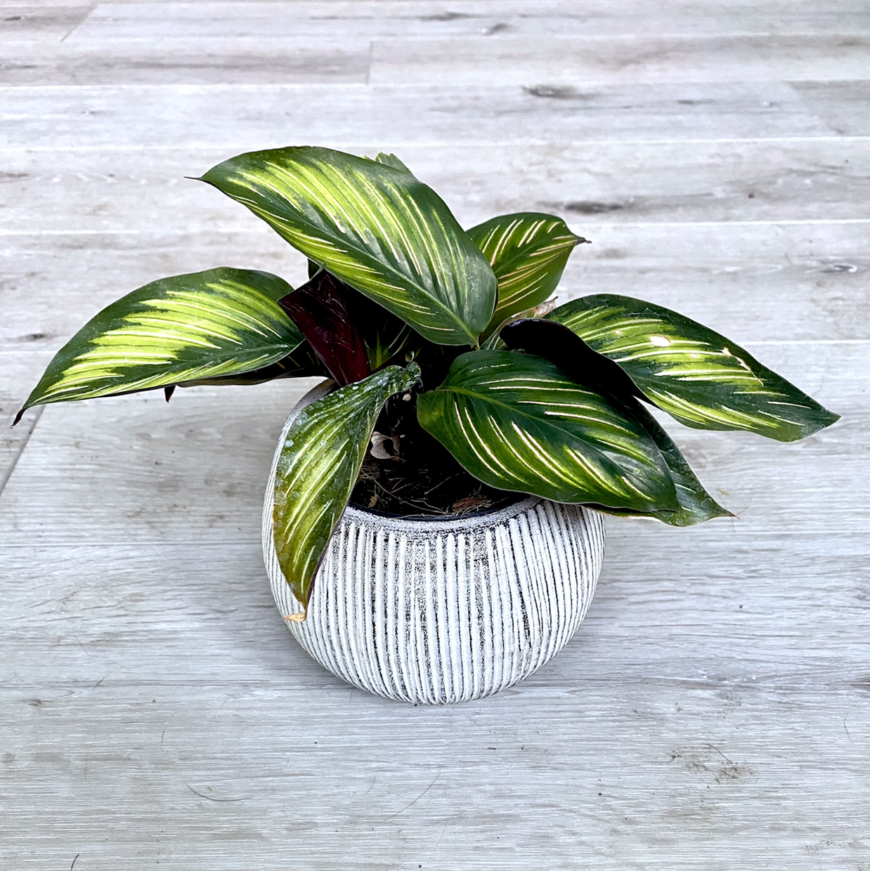 Photo of the plant species Calathea 'Beauty Star' by @Annaellis named Elina on Greg, the plant care app