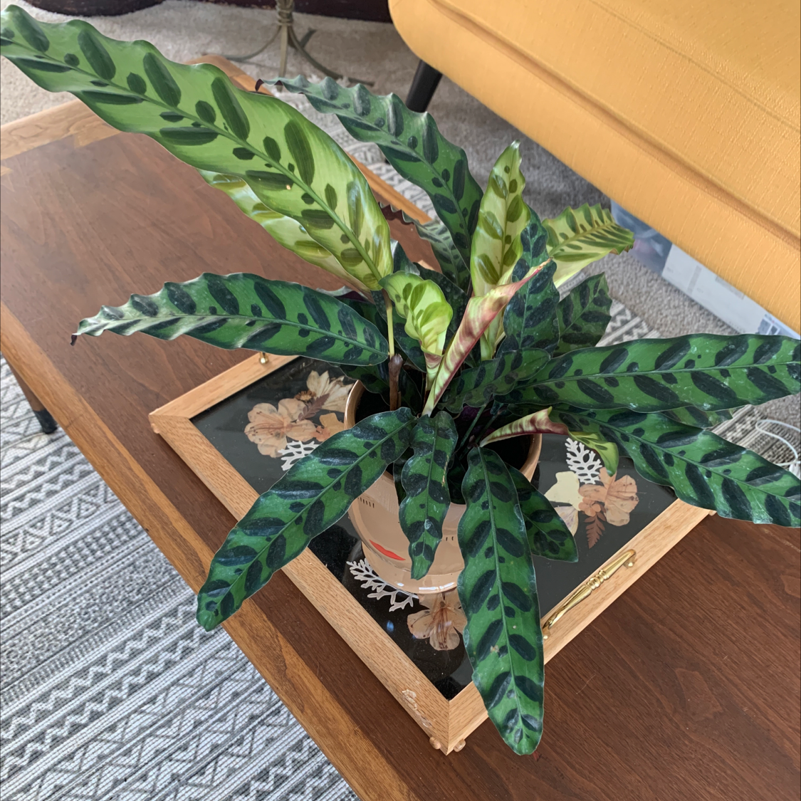 Rattlesnake Plant (Calathea lancifolia) with wavy, patterned leaves on a wooden table.