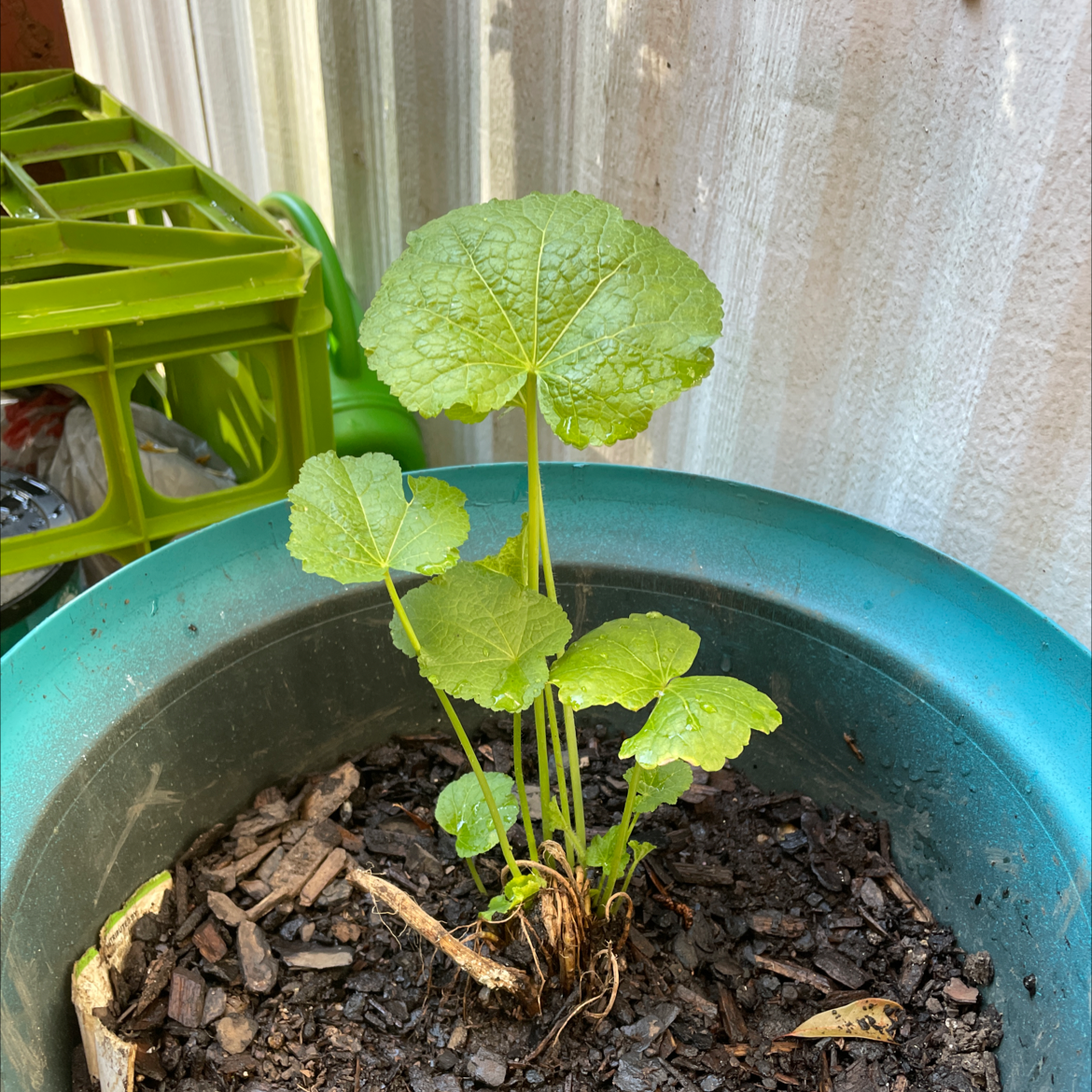 Young Hollyhock plant in a pot with healthy green leaves.