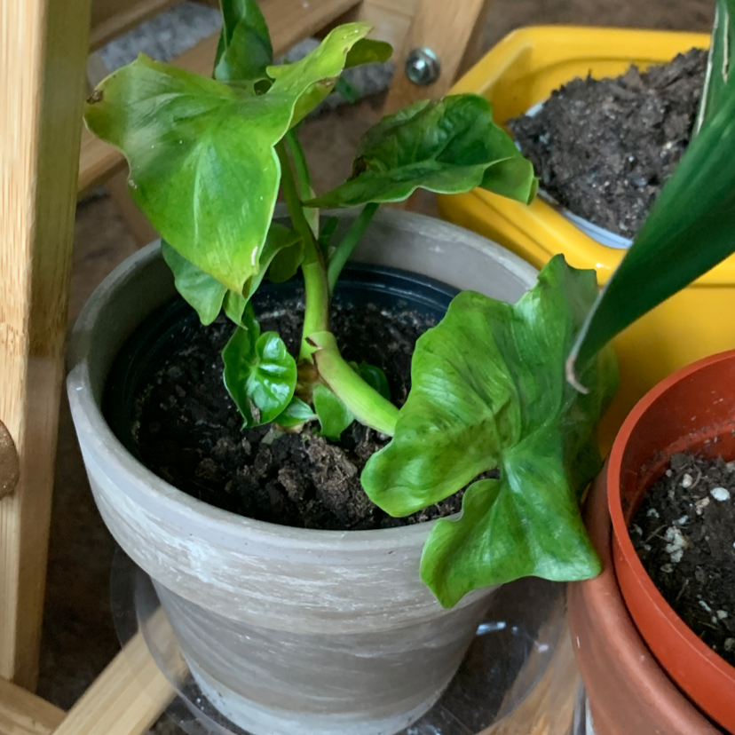 Philodendron 'Super Atom' plant in a pot with healthy green leaves and visible soil.