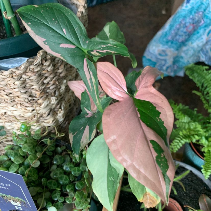 Pink Splash Arrowhead Vine with variegated green and pink leaves, appears healthy.