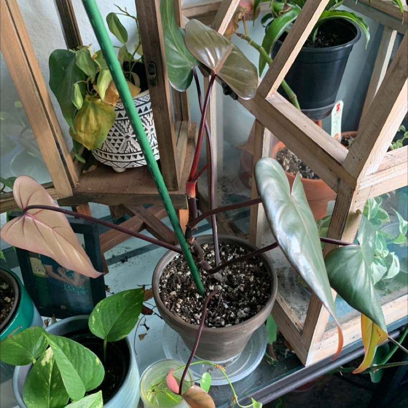 Philodendron Dark Lord plant in a pot with dark, glossy leaves and new reddish growth.