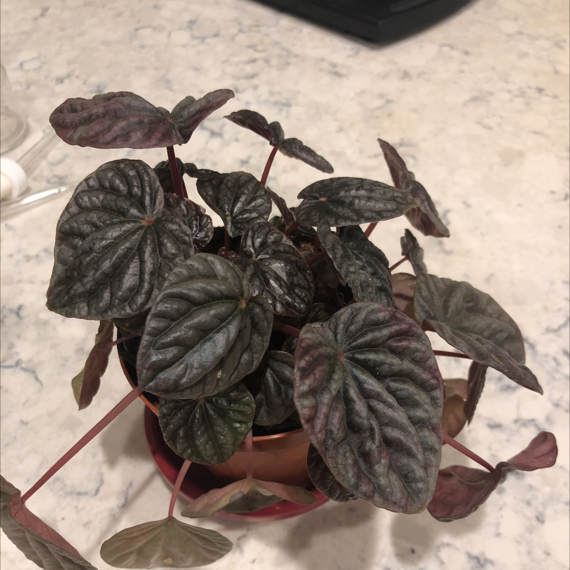 Peperomia Caperata plant photo by @skylaria named Gabbana on Greg, the plant care app.