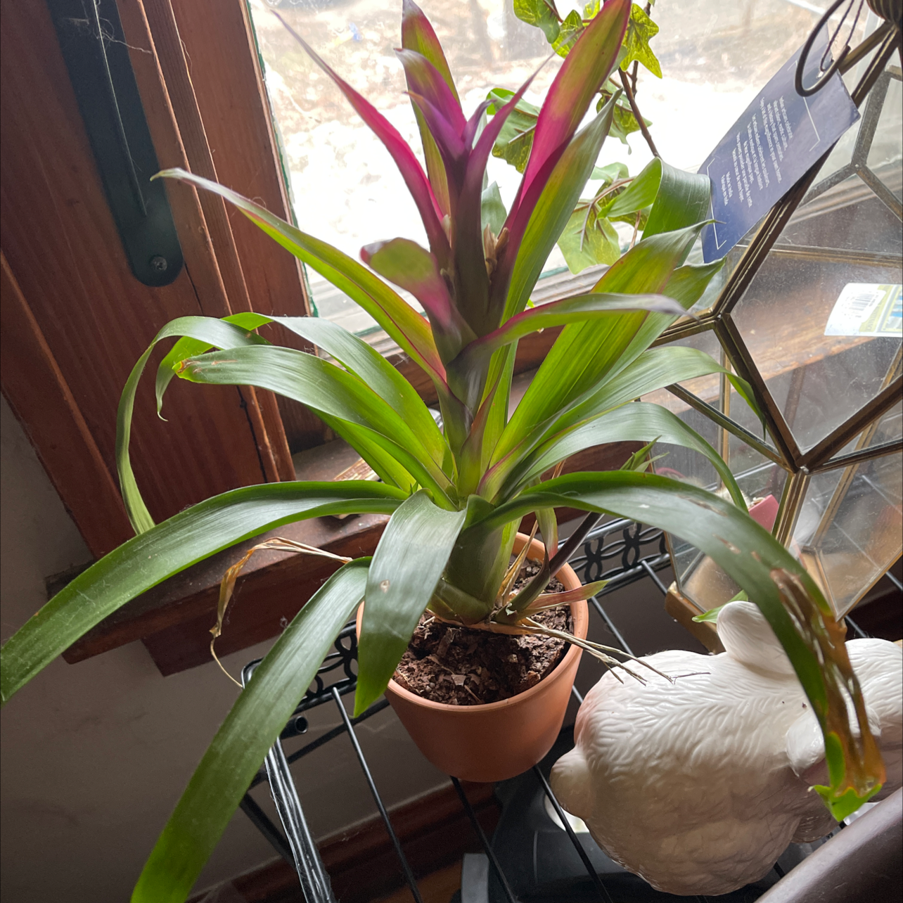 Urn Plant with vibrant green and reddish-purple leaves in a pot near a window.