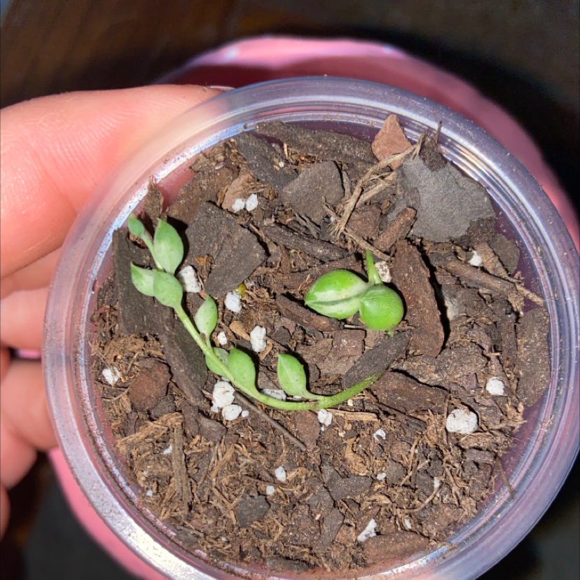 Variegated String of Pearls plant in a pot with visible soil and healthy green pearls.