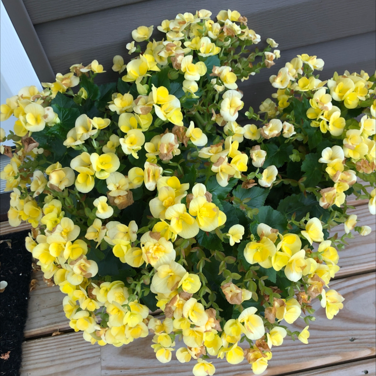 Photo of the plant species Rieger Begonia by @Shellbell named Tonya on Greg, the plant care app