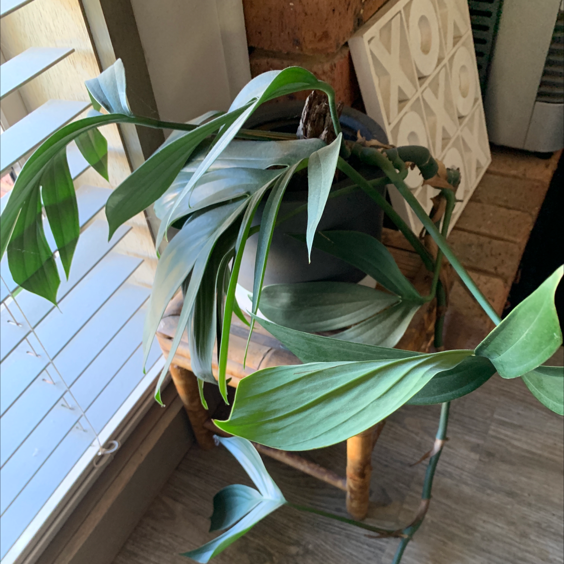 Dragon Tail Plant with elongated, glossy green leaves in a pot near a window.