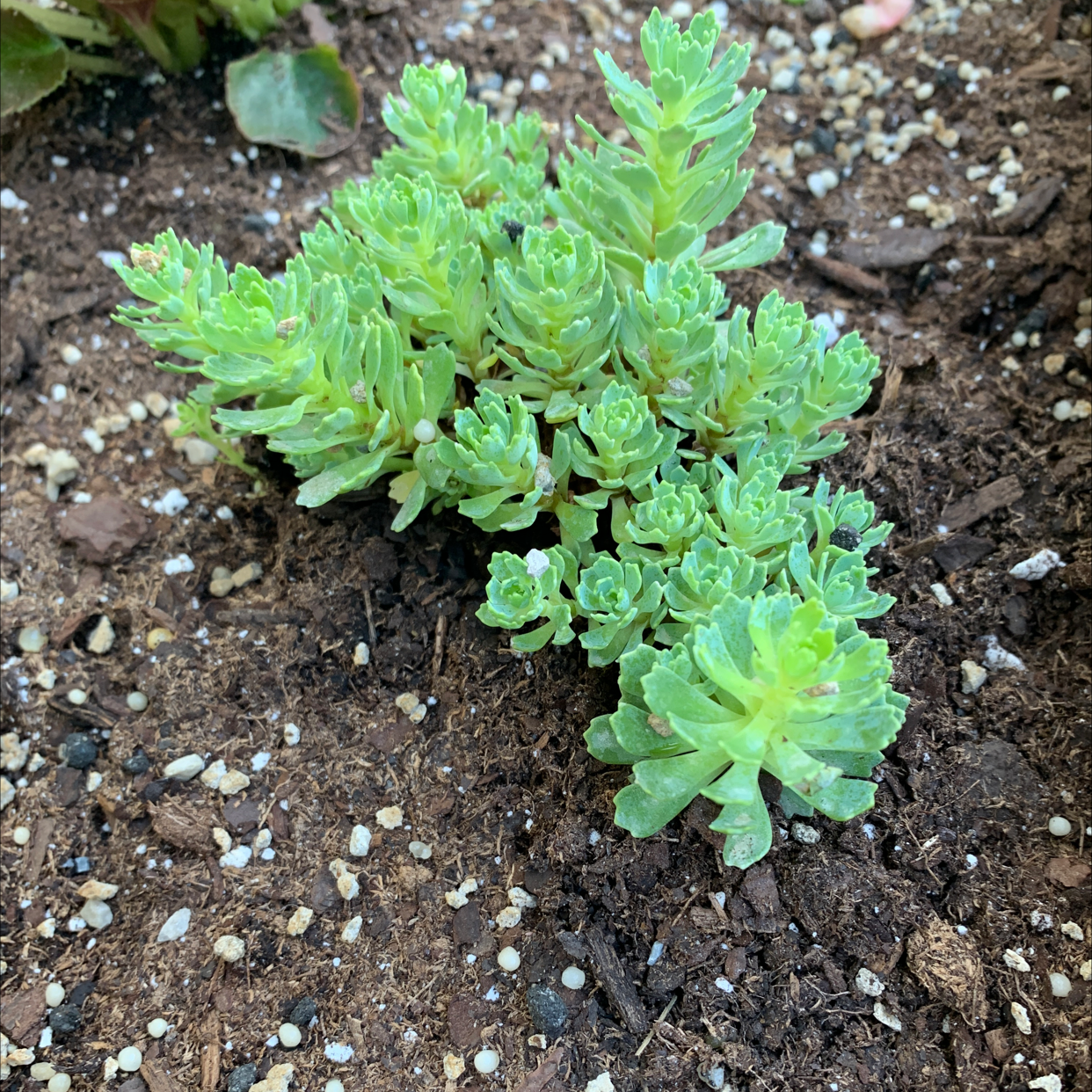 Healthy Purdy's Stonecrop succulent growing in soil.
