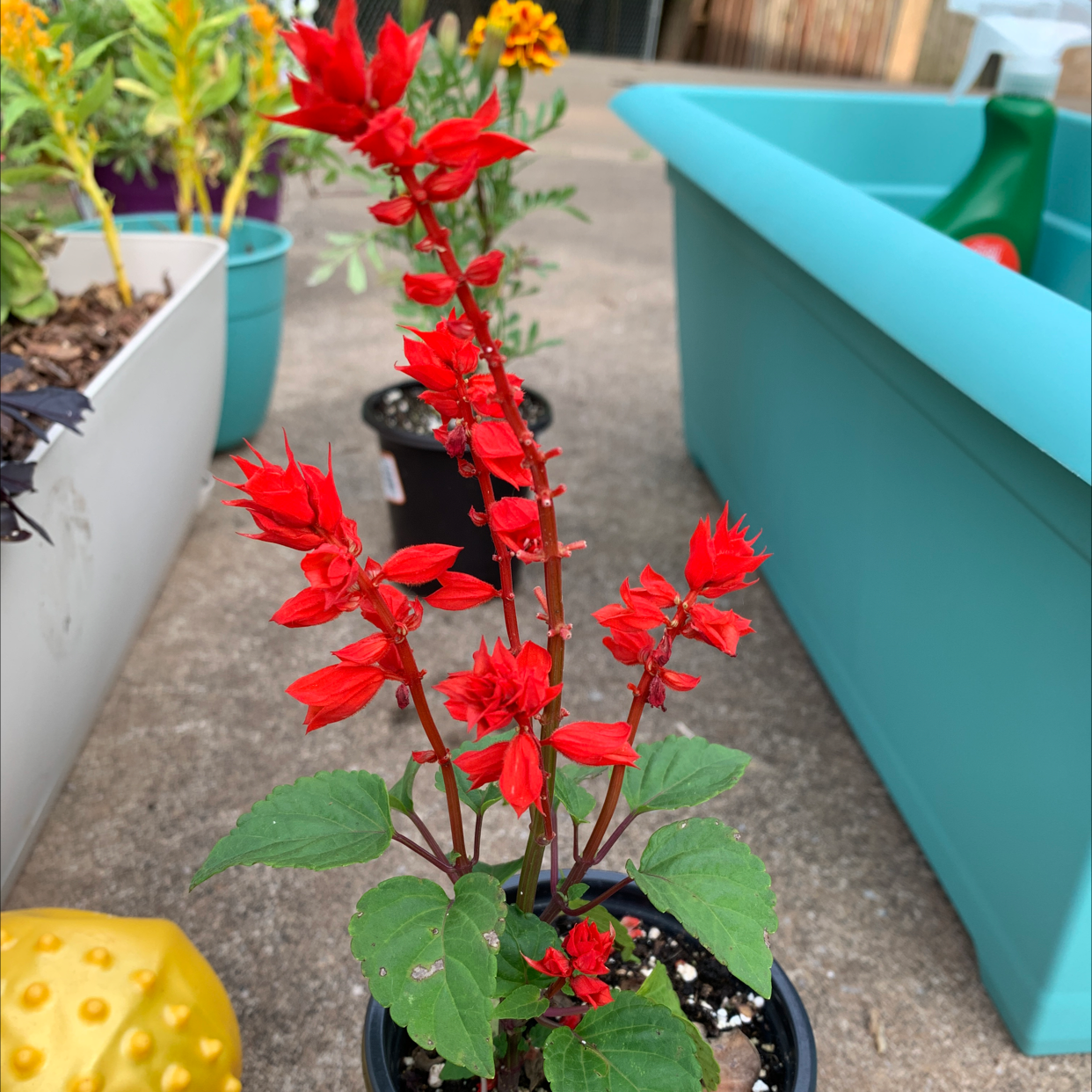 Scarlet Sage plant with vibrant red flowers in a pot, soil visible.