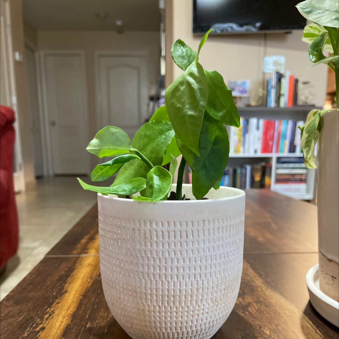 Healthy pothos plant with glossy green leaves growing in a white textured pot, on a wood table with books in the background.
