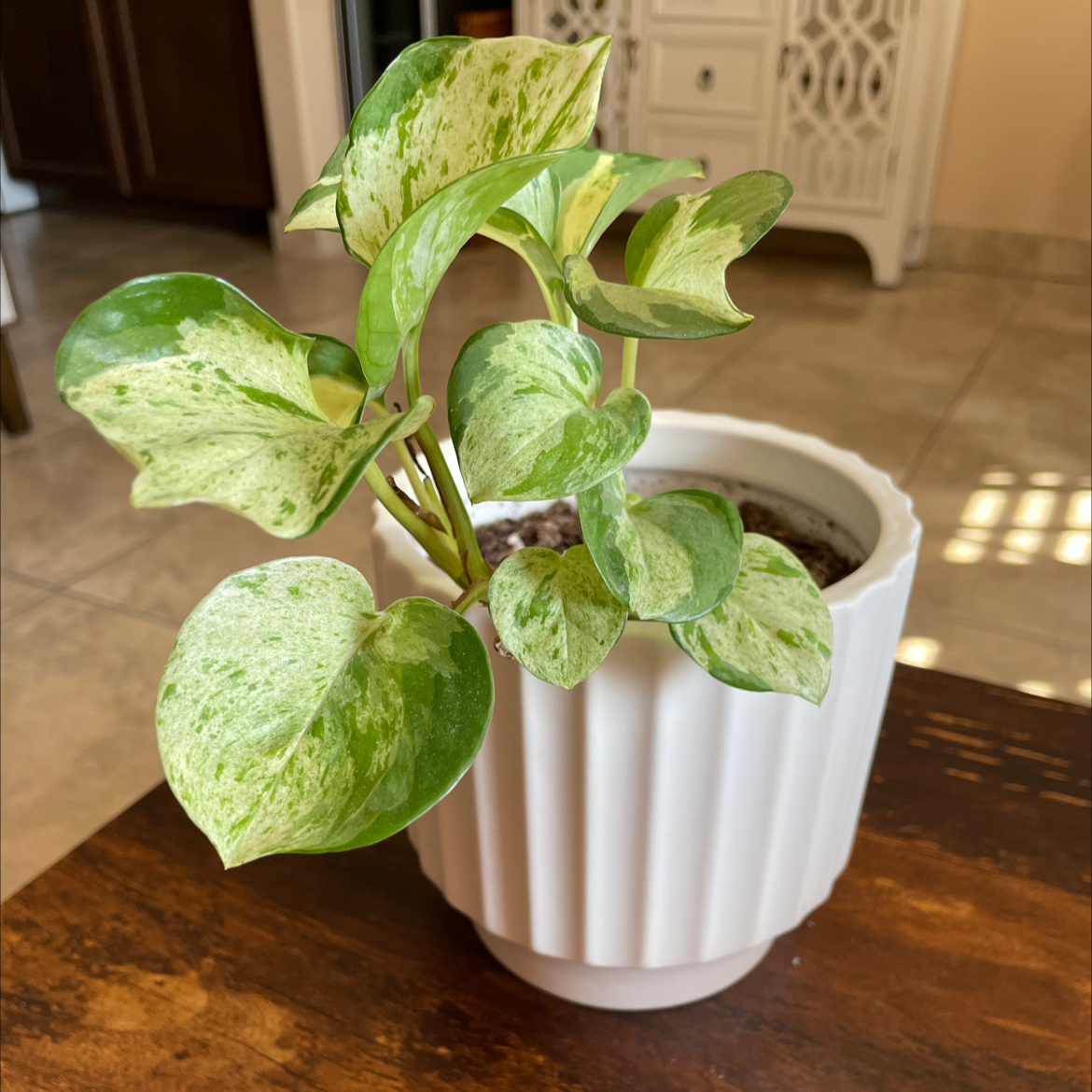 Photo of the plant species Manjula Pothos by Kesia named Michelle Branch on Greg, the plant care app