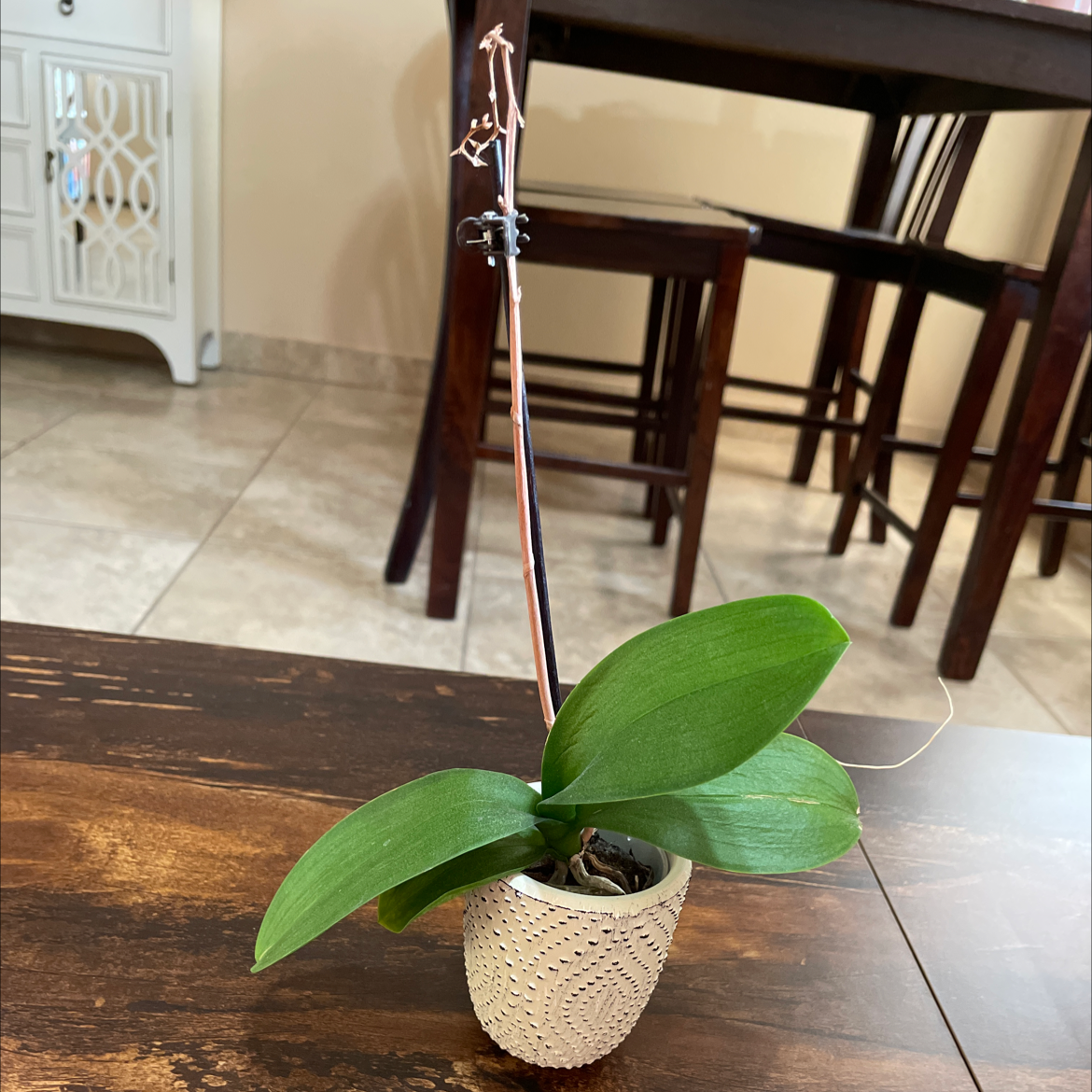 Mini Phalaenopsis Orchid in a pot with healthy green leaves, no visible flowers.