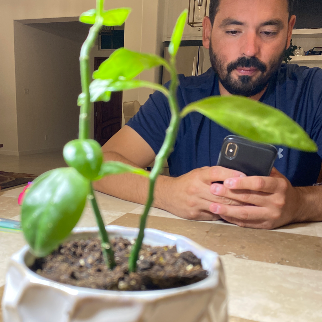A person taking a smartphone photo of a potted Radermachera sinica plant with large green leaves showing slight yellowing.