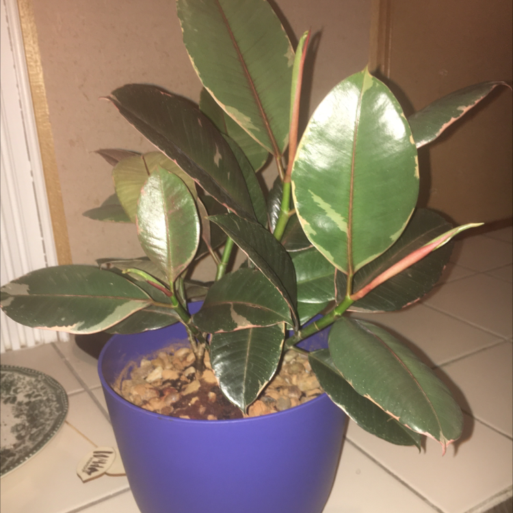 Rubber Plant plant photo by Plant parent named Lala on Greg, the plant care app.